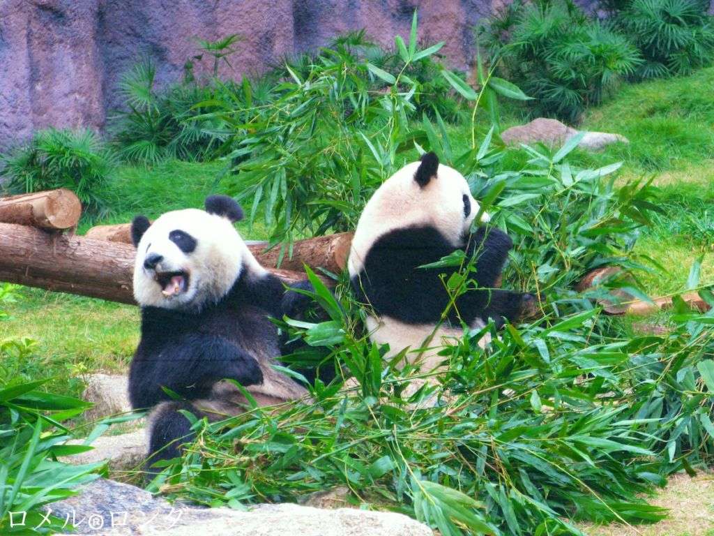 Macau giant panda Pavilion Outdoor activities kids macau