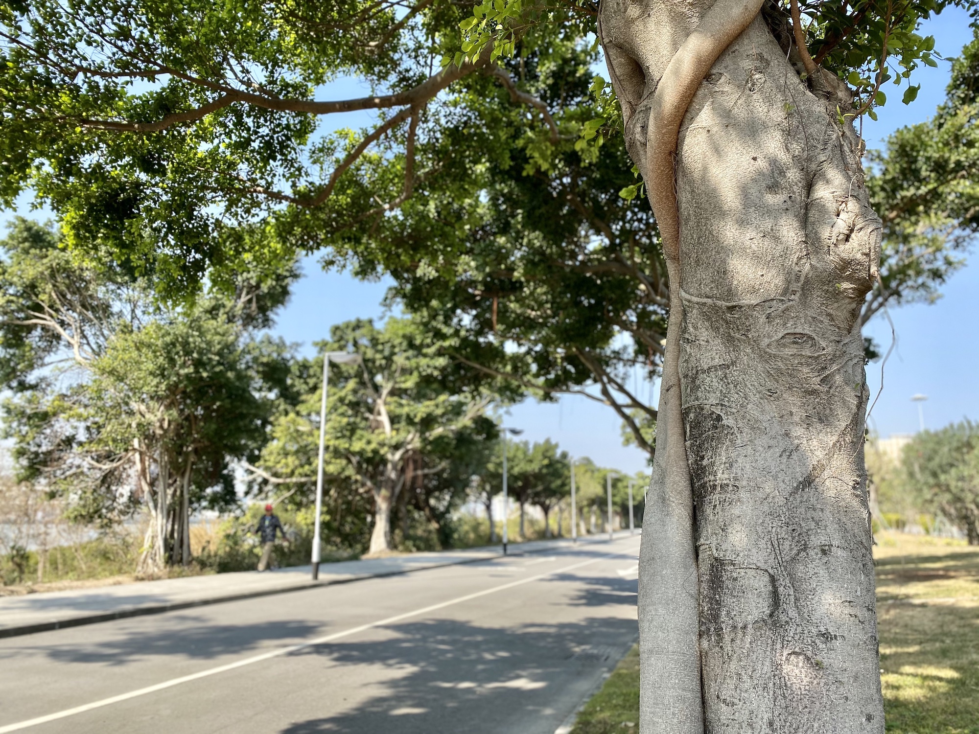 lotus trail coloane macau running routes